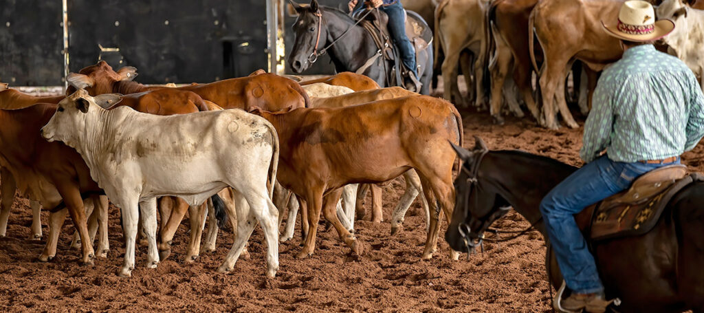 Salone del Cavallo Cremona